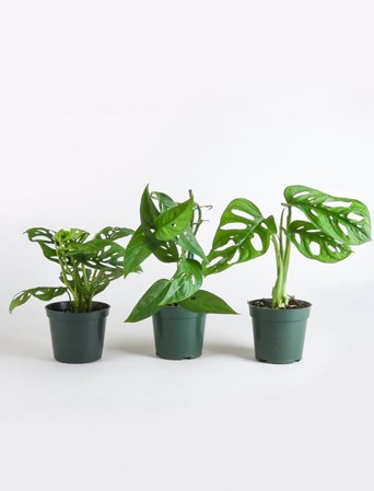 Những sự thật thú vị của Trầu bà lỗ - Monstera Adansonii