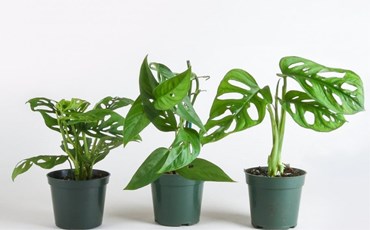 Những sự thật thú vị của Trầu bà lỗ - Monstera Adansonii